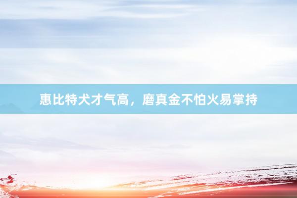 惠比特犬才气高,磨真金不怕火易掌持